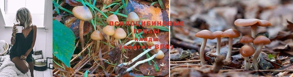 индика Инсар